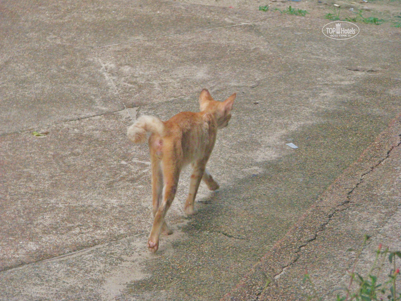 Тощий кот. Худой кот. Худая кошка. Черный ориентальный кот. Худая кошка.