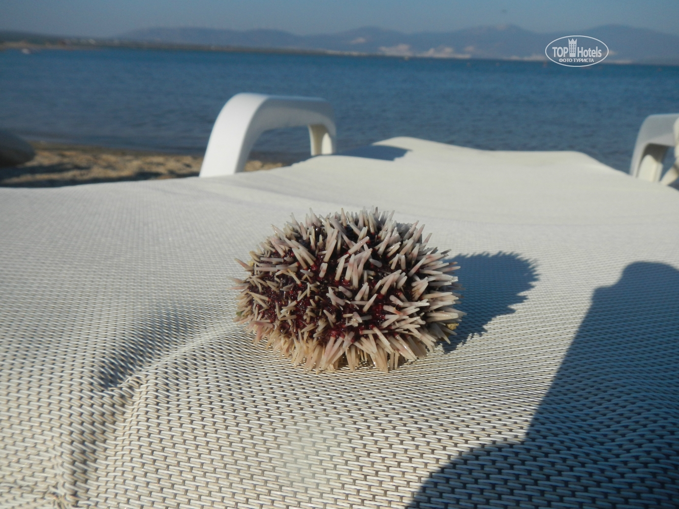 морской еж магазин иваново. морские ежи сухие. блюфин морской еж. скульптура ежик в тумане иваново. еж иваново.