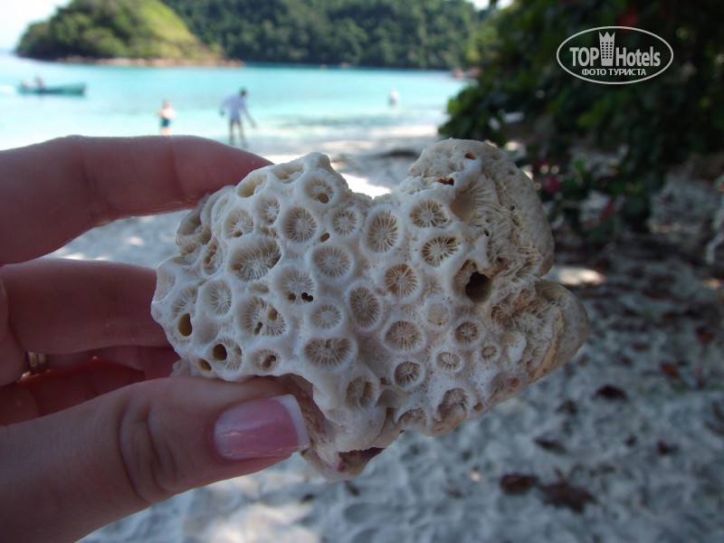 Можно ли вывозить камни. Кораллы в Тайланде. Тайские ракушки. Ракушки в Тайланде. Ракушки из Эмиратов.