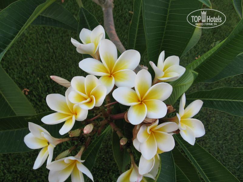 Цветок является красоты. Джейн китсон лотос. Лотос в древнем египте. Необычные цветы. Такки леонтолепестковидной.