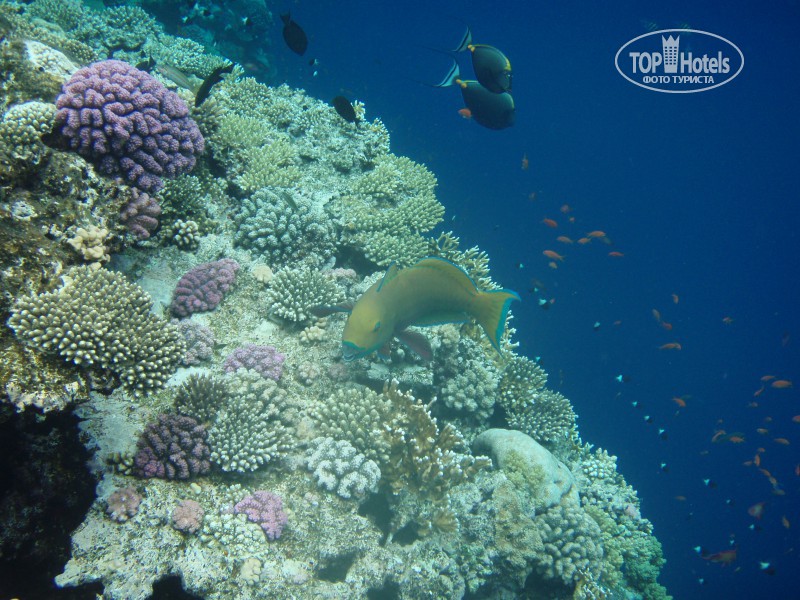 Лучшие отели с коралловыми рифами. Красное море риф Шарм Эль Шейх. Кораллы Шарм Эш Шейх. Шарм-Эль-Шейх кораллы рифы. Коралловые рифы в шармаль Шейхе.