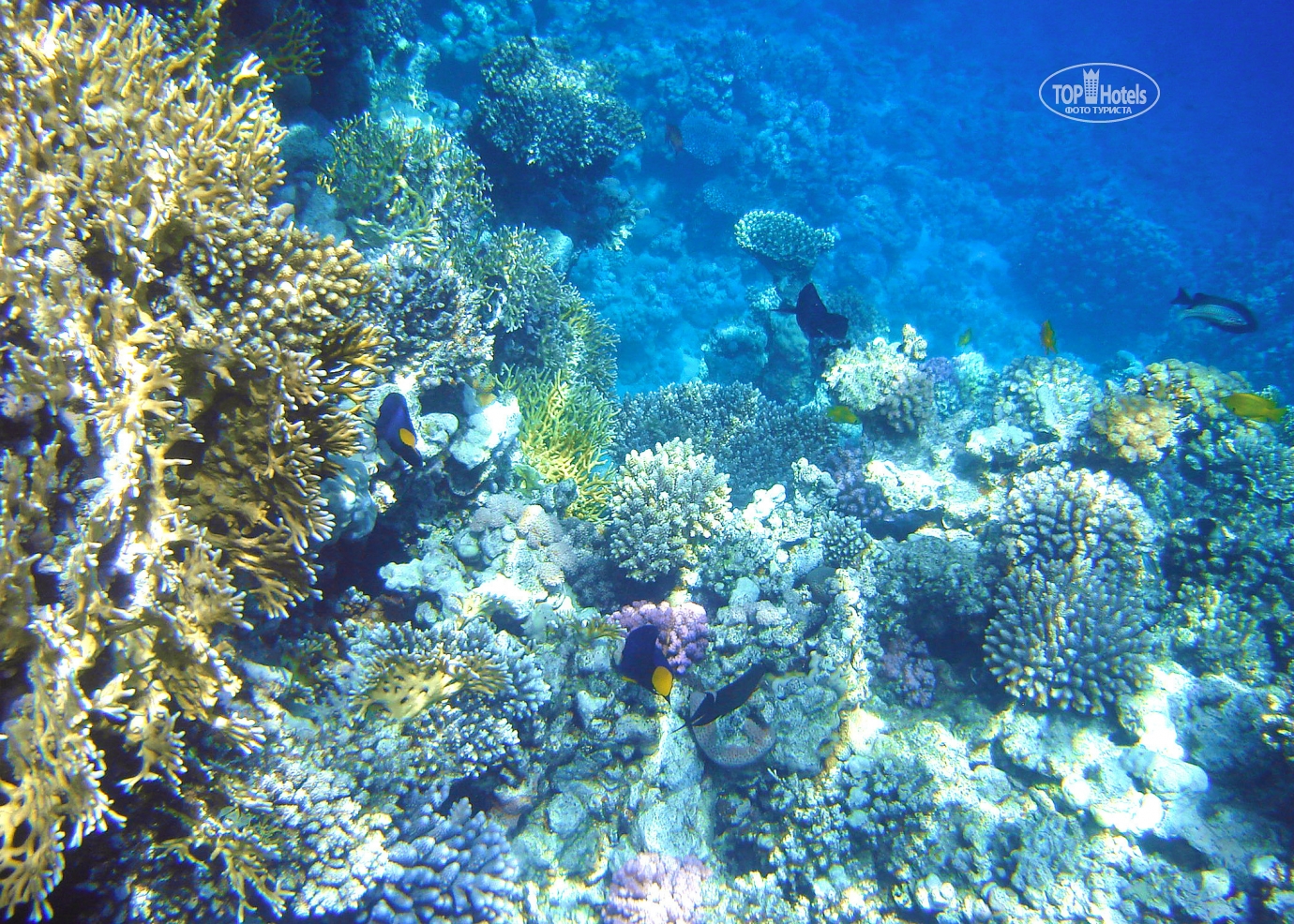 Египет море шарм-эль-шейх. Риф шарм эль шейх гранд ротана. Вода в шарм эль шейх. Рыбки шармаль шейха. Подводный риф эль кусейр.